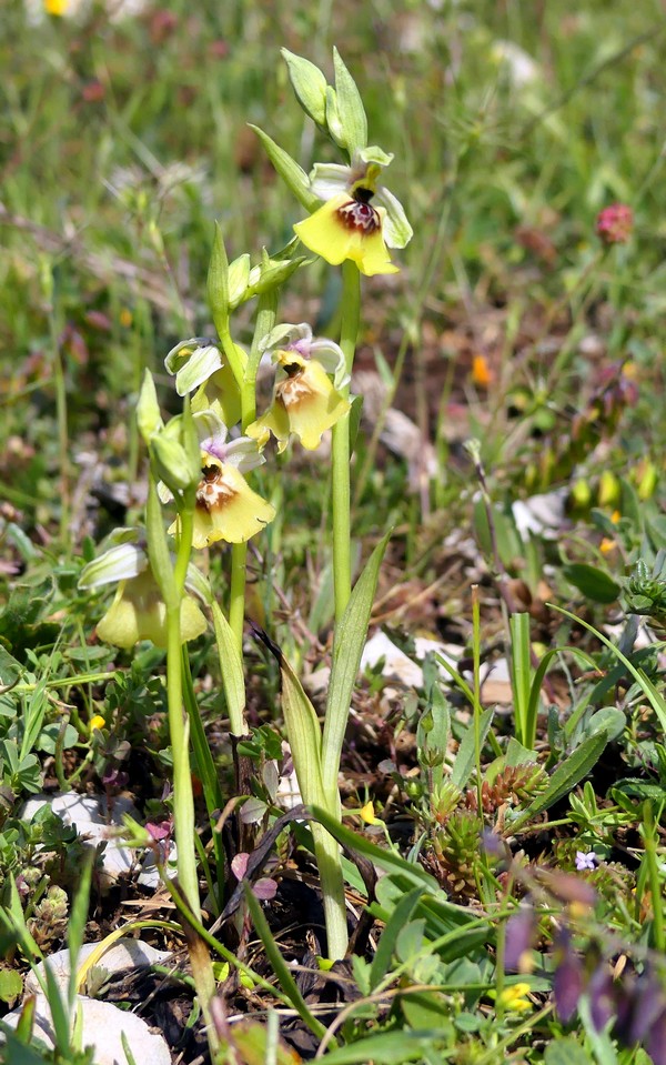 Ophrys lacaitae: la regina delle Ophrys prov. Frosinone  2020